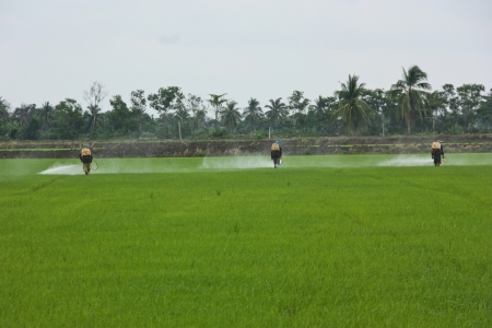a farmer prepares the ground in growwing plant the agricultural , do transplanting rice seedlings for do something , inject a medicine for kill an insect , a farmer must do the farm through all year in year that have fertile water , this a farmer in Thailの写真素材