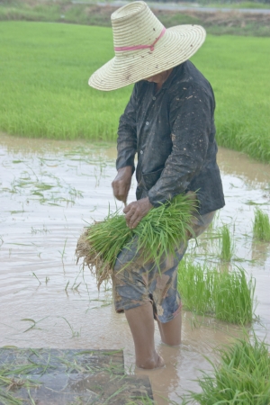 farmer in paddy fieldの写真素材