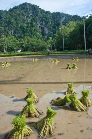 Farmers grow rice in the rainy season  They were soaked with water and mud to be prepared for planting   wait three months to harvest crops のeditorial素材