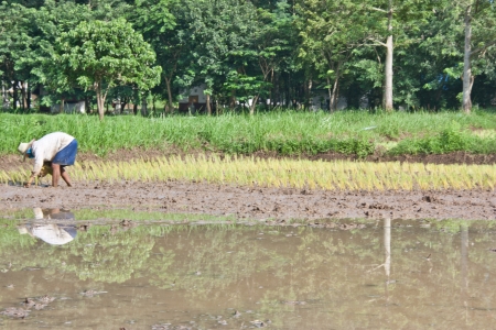 Farmers grow rice in the rainy season  They were soaked with water and mud to be prepared for planting   wait three months to harvest crops のeditorial素材