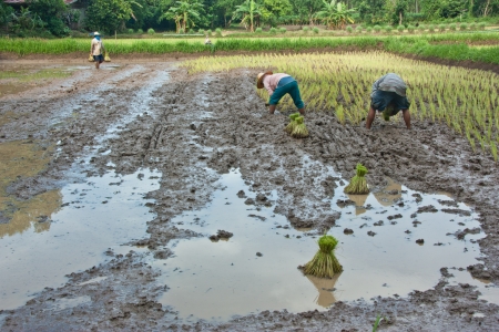 Farmers grow rice in the rainy season  They were soaked with water and mud to be prepared for planting   wait three months to harvest crops のeditorial素材