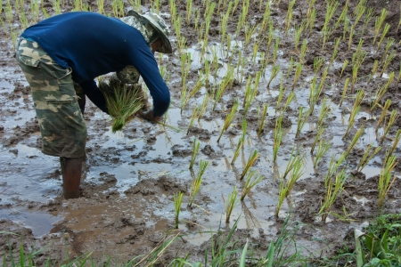 Farmers grow rice in the rainy season  They were soaked with water and mud to be prepared for planting   wait three months to harvest crops のeditorial素材