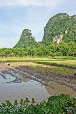 Farmers grow rice in the rainy season  They were soaked with water and mud to be prepared for planting   wait three months to harvest crops のeditorial素材