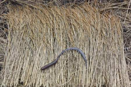 Rice farmers harvest season in the fierce winter  Most farmers grow rice for household consumption  It has quite a bit of rice farming is the main occupation  Sales to sustain the family の写真素材