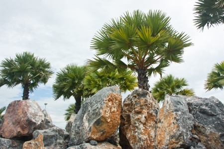 garden to relax. The garden has a variety of things to take into account would be fully functional. So beautiful. And vibrantの写真素材