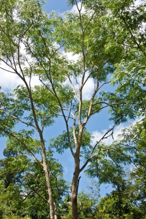 Natural forest  It is beautiful  Abundance of forests  All kinds of animals live there  Watershed resources  The habitats of animals  Ecosystems purify the air throughout the yearの写真素材