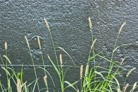 Forest floor. The sea is rich in marine wildlife. Food sources that humans can eat easily. Ecological as well as a tourist attraction.の写真素材