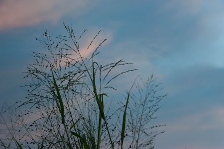 Beautiful nature background. Learn more from natural sources. Beautiful sky. Sea Bright. Flowers that glow. The needs of all living things.の写真素材