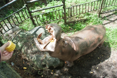 Hippopotamus is a large animal weight long teeth stocky herbivorous no natural enemies  Less fierce の写真素材