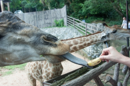 The giraffe is an animal with a very long neck  の写真素材