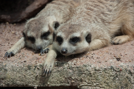 Meerkat animal is active  Enemies can run away quickly  Often have a habit of vigilance  Precautions at all times の写真素材