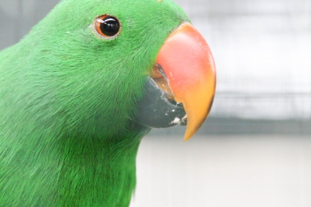 Parrots are wild animals that can be tamed with people. Colorful, very beautiful. Animals fed a commercial for it.の写真素材