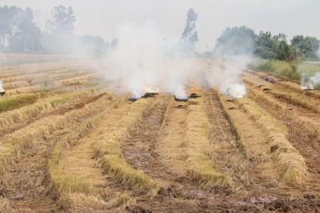 Rice straw is the remains of the farmer cut it. Used for many many things. After harvesting rice. Some farmers took fire, and burnt to the newの写真素材