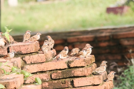 Thailand has many ancient cities. A long history. It is a tourist attraction and to study the importance of people worldwide.の写真素材