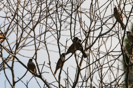 Flying birds poultry species. However, many species of birds known to fly but not many as a wildlife natural habitat. Living on the ground and trees.の写真素材