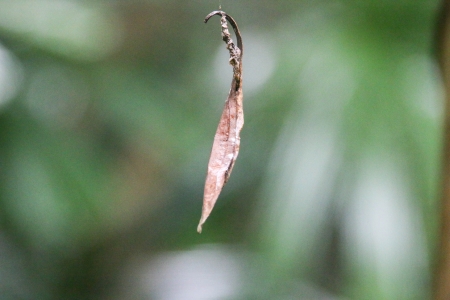 Fresh green leaves  The nature of creativity  Natural beauty  Abundance of forests の写真素材