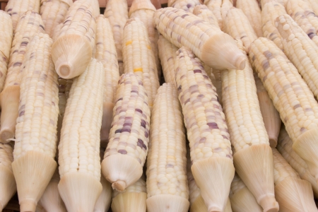 Maize is widely grown in many countries across the world as a crops  For export and domesticの写真素材