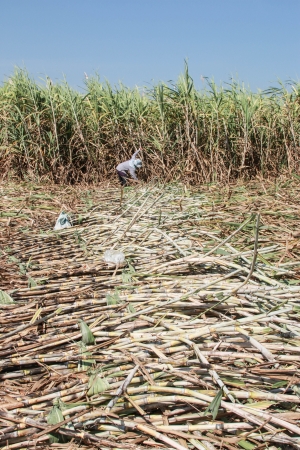 Plantation of sugarcaneの写真素材