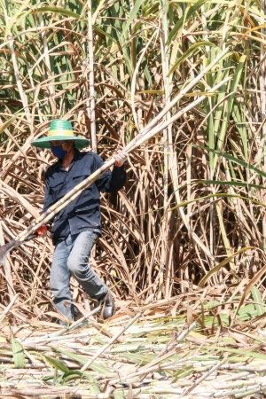 Plantation of sugarcaneのeditorial素材