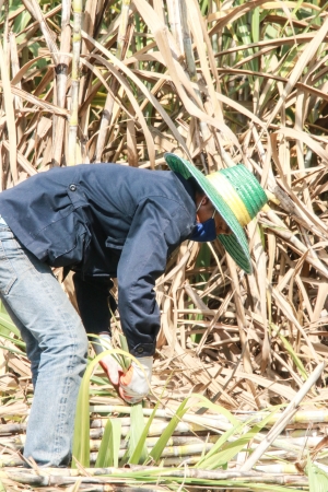 Plantation of sugarcaneのeditorial素材