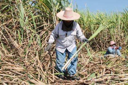 Plantation of sugarcaneのeditorial素材
