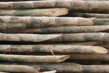 Bamboo is a grass family tree A tall, very Utilized by many. Leaves also become food for the pandas as well.の写真素材