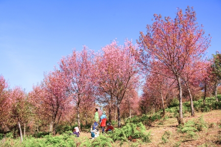 Flowers tiger Or cherry blossoms Flowers in Thailand Flowering season Natural beauty in the Apocalypse. As a tourist attractionのeditorial素材