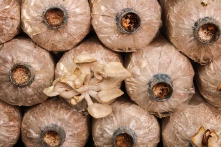 Mushrooms are a fungus that occurs naturally. And can be sold as a cash crop cultivation. Generate income for the familyの写真素材