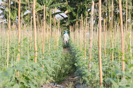 Cucumber plants are easy to grow annual crops like water is creeping along the branches fruitful ground lead to a species.の写真素材