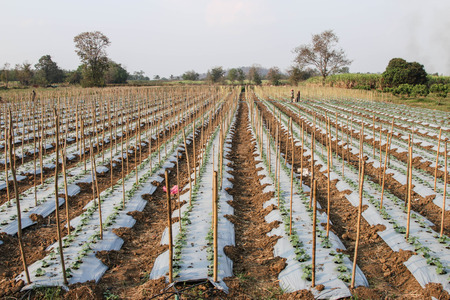 Cucumber plants are easy to grow annual crops like water is creeping along the branches fruitful ground lead to a species.の写真素材
