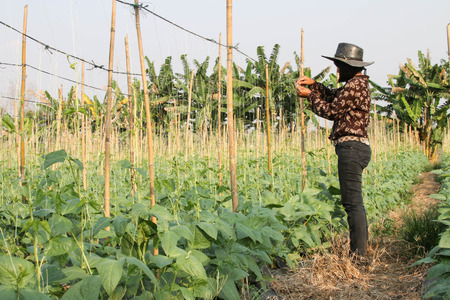 Cucumber plants are easy to grow annual crops like water is creeping along the branches fruitful...