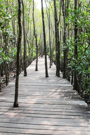 Mangrove forest is formed by the sea. As a Saltwater Plant A habitat for many marine animals. A major attractionの写真素材