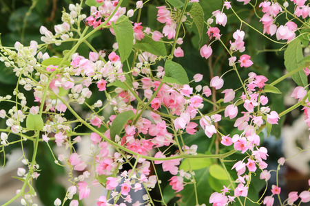 Poultry is a small island like bees on different flowers to suck nectar from flowers. Poultry is flying fast and has poison in it.の写真素材