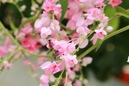Poultry is a small island like bees on different flowers to suck nectar from flowers. Poultry is flying fast and has poison in it.の写真素材