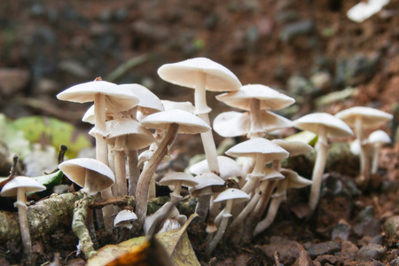 Fungi are plants that are common in rainforests. の写真素材