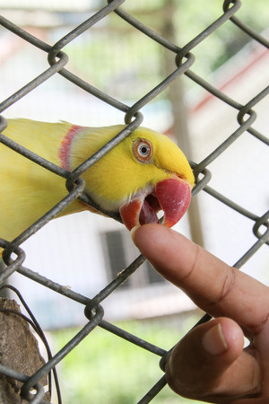Parrots or birds hookworm (English: Parrot) is one of the birds. The scientific name Psittaciformes....