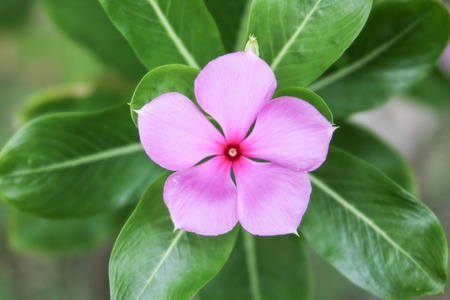 Wild flowers are flowers that occur in a manner that was not intended planting. Found in natural forests There are flowers that bloom in the winter season flowers and floral drought.の写真素材