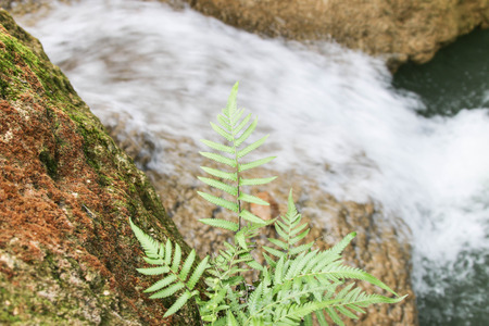 Falls are the geographical features of the river that flows down from the higher points. View of the waterfall makes an appearance Falls are found in the mountainsの写真素材