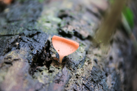 Man known to cook the mushrooms and the mushroom eating for a long time, about 130 million years,...