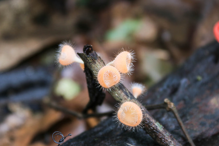 Man known to cook the mushrooms and the mushroom eating for a long time, about 130 million years, the mushroom can be used as food, but also used to make medicines also.の写真素材
