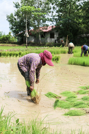 The mean area for planting Rice or rice terraces The plowing the soil soft. High berms and dug around for water into the rice culture of the word "field" is a broad term.の写真素材