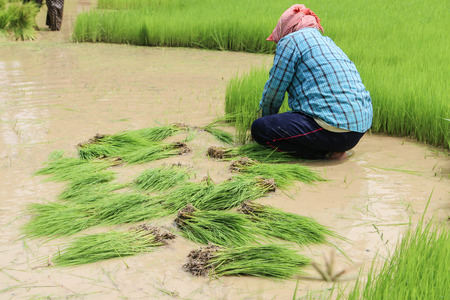 The mean area for planting Rice or rice terraces The plowing the soil soft. High berms and dug around for water into the rice culture of the word "field" is a broad term.の写真素材