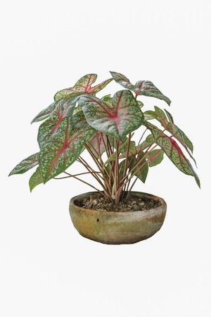 Wings are not wanting to take reasonable care to flourish. Desert Rose is a regular leaf sheath. To raise the need for as much, if not enough. Wings will start collapsed Difficult to recoverの写真素材