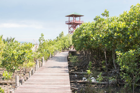 Mangrove or mangrove is a plant growing on the subtidal and highest tide. Coastal Estuary or bayの写真素材