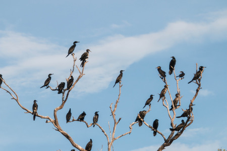 A bird in the family Anatidae smallest in Africa. With a length of about 52 cm body, mouth and throat are shorter than the birds in the same family. Are hooked into the mouth Membrane anchor foot 4 inches.の写真素材