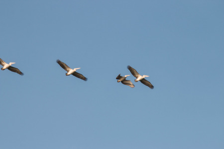 Pelican is a large water bird, white and gray, with large bags underneath his mouth spoon flying fish wings for granted has short legs with webbed toes, hold the four fingers, making it as well.の写真素材