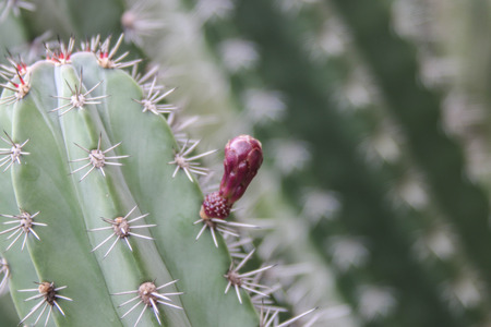 Cactus is a plant in the desert. The cactus is a perennial Even in the dry arid desert to die without it.の写真素材