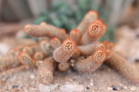 Cactus is a plant in the desert. The cactus is a perennial Even in the dry arid desert to die without it.の写真素材