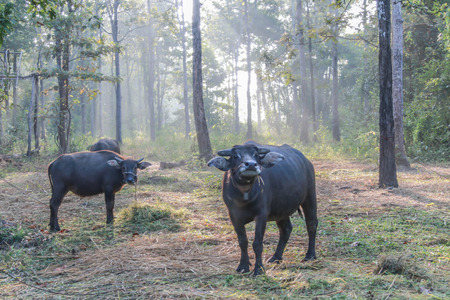 Buffalo is an animal with four legs, hooves the size of adult cattle at the age of 5-8 years, adult males weigh on average 520-560 kg females average about 360-440 pounds.の写真素材