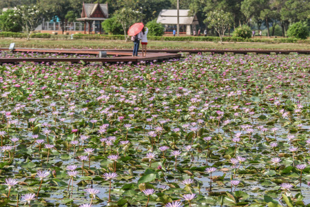 Lotus water plants are considered a symbol of pure and virtuous Buddhist. Buddha compares the human intellect with the growth of the lotus.の写真素材